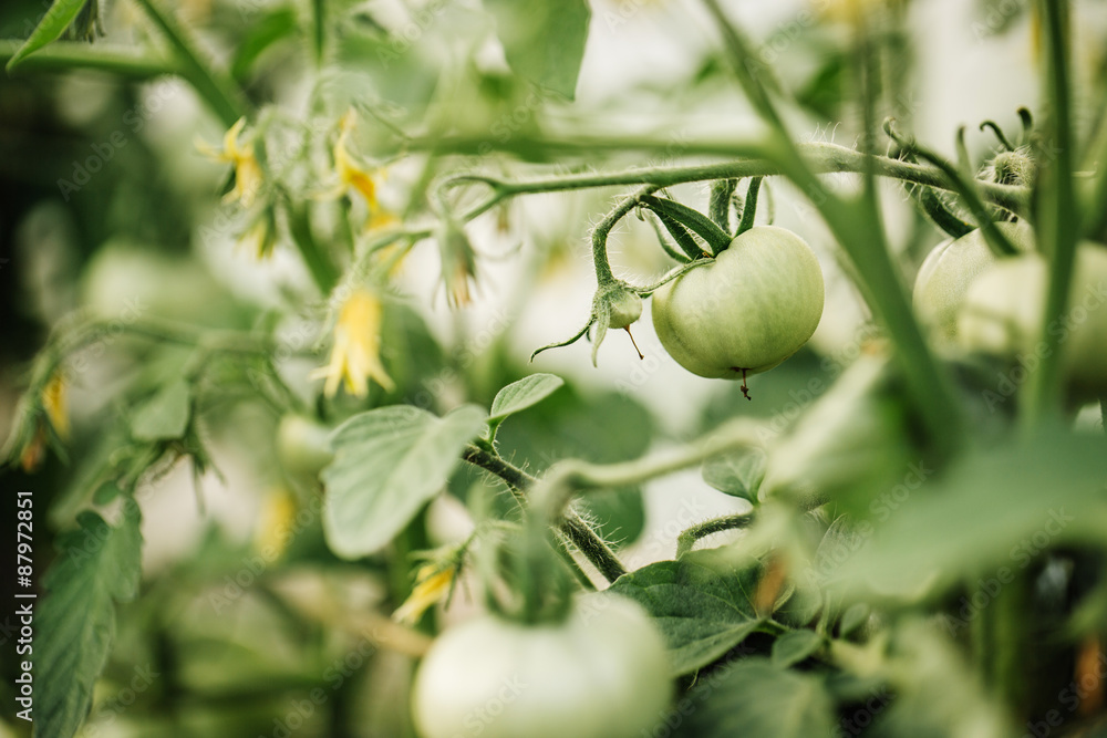 green tomatoes on a branch