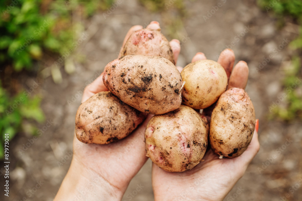 new crop potato tubers in the hands new crop potato tubers in the hands