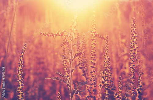 Meadow in the sunset golden light, meditative background