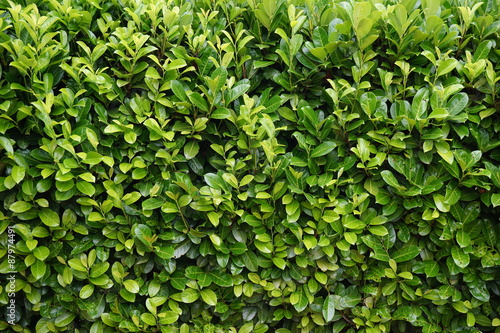 Wallpaper Mural Hecke Strauch Busch Torontodigital.ca