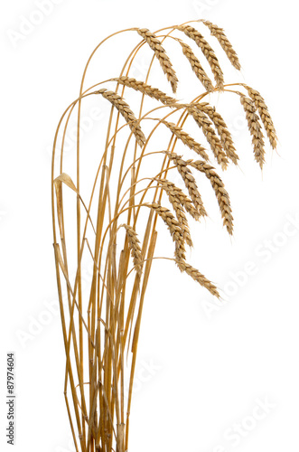 ears of ripe wheat isolated on a white background