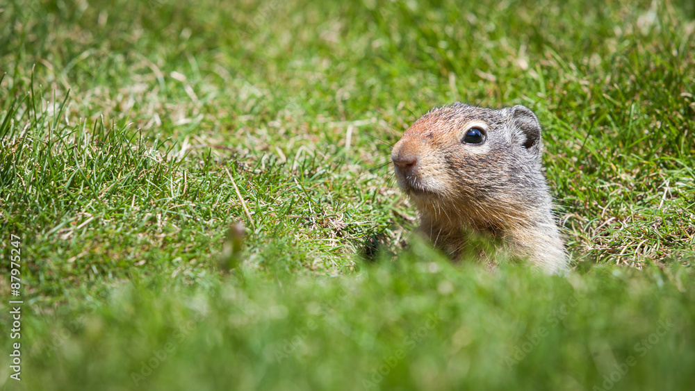 Ground Squirrel. An inquisitive ground squirrel at the entrance to his burrow on a grassy bank on a sunny day. Ground Squirrel. An inquisitive ground squirrel at the entrance to his burrow on a grassy bank on a sunny day.