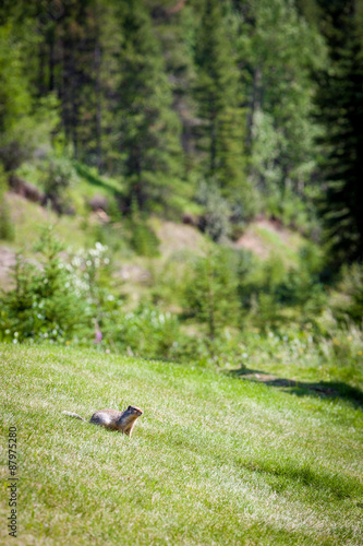 Ground Squirrel. An inquisitive ground squirrel at the entrance to his burrow on a grassy bank on a sunny day.