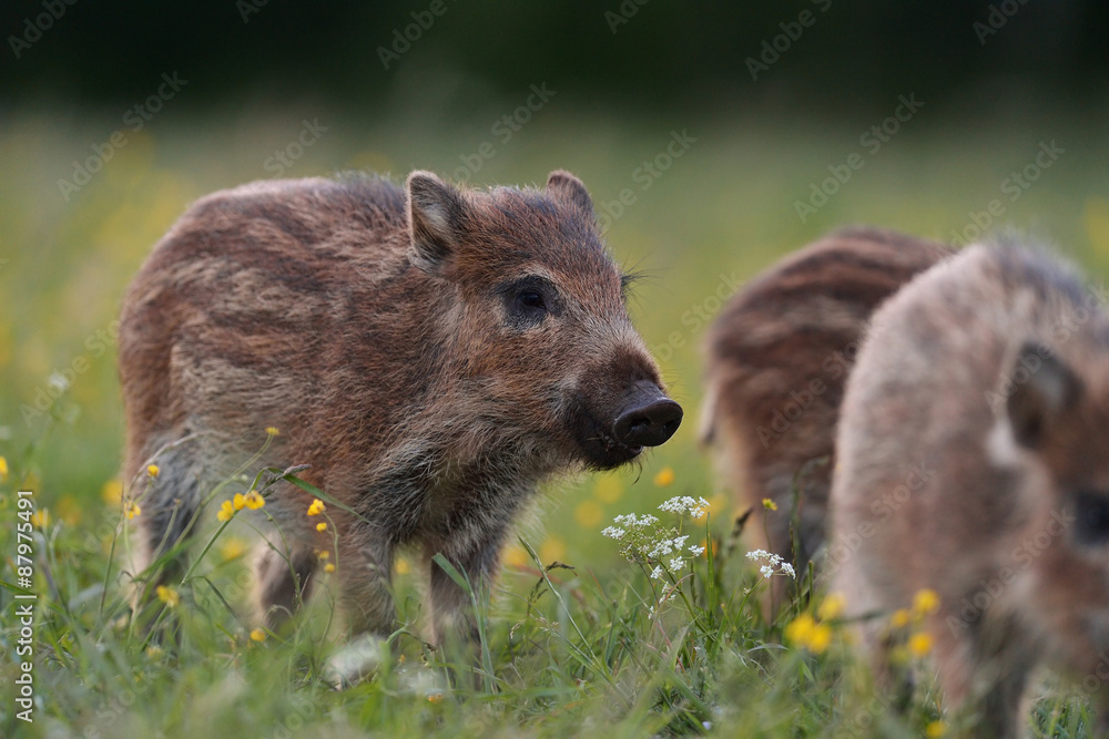 wild boar piglet wild boar piglet