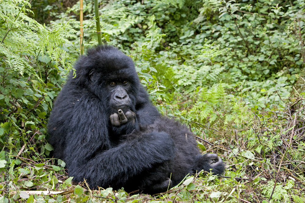 Junger Berggorilla