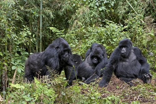 Berggorilla Gruppe photo