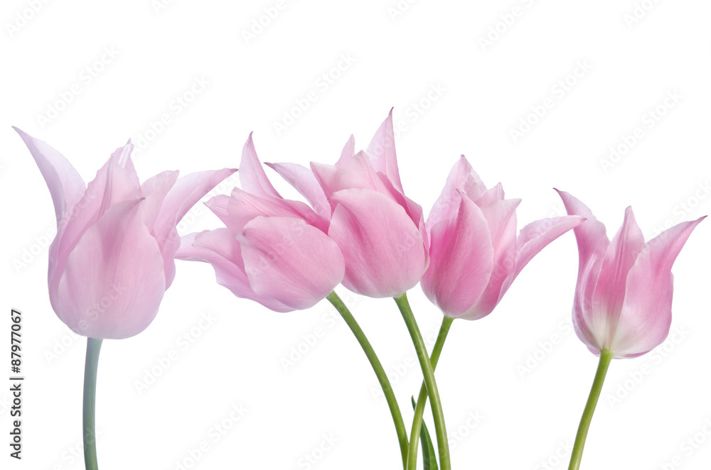 Fototapeta premium Beautiful pink tulips isolated on white background