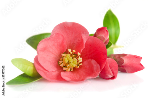 beautiful pink flower with buds on white background