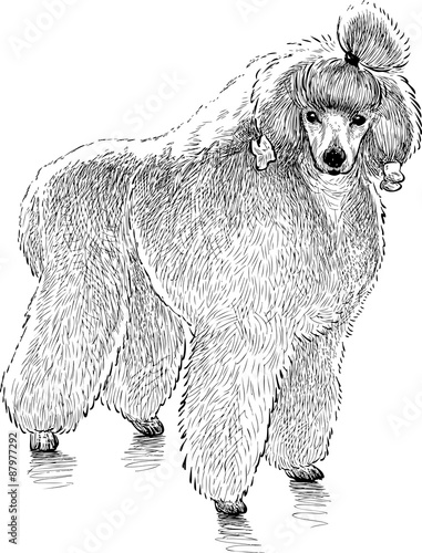 fluffy poodle