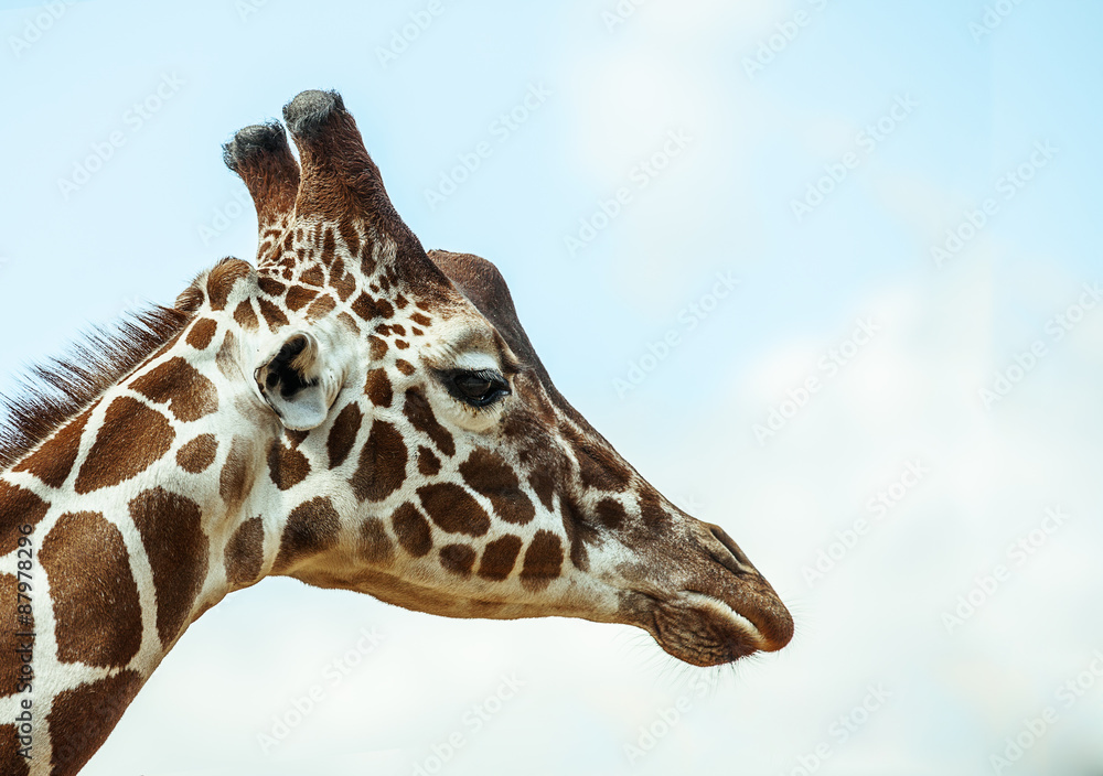 Obraz premium Giraffe