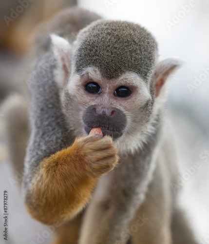 Squirrel Monkey © shaunwilkinson