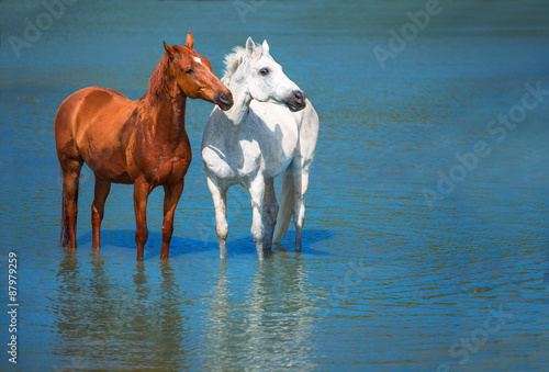 Fototapeta Naklejka Na Ścianę i Meble -  horses
