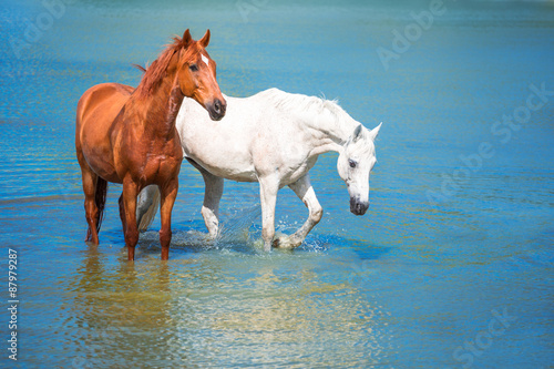 Fototapeta Naklejka Na Ścianę i Meble -  horses