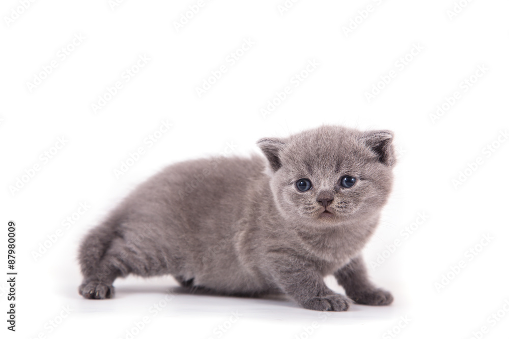 Little Kitten British blue on white background. Kitten one month. 