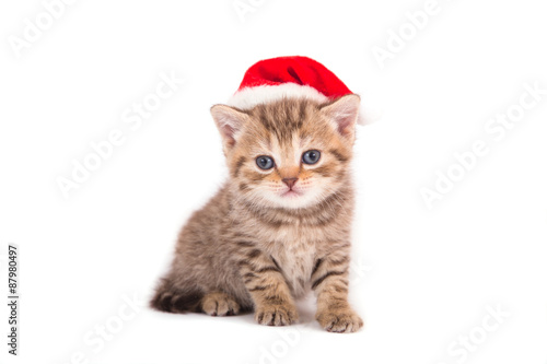 Fototapeta Naklejka Na Ścianę i Meble -  Little Kitten British  Santa Claus. Cat one month.