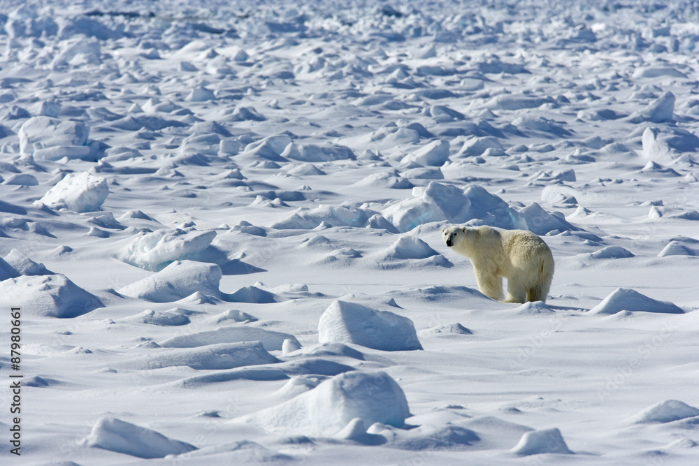 Eisbär im Packeis Eisbär im Packeis