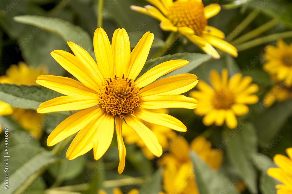 The blossomed yellow flowers The blossomed yellow flowers