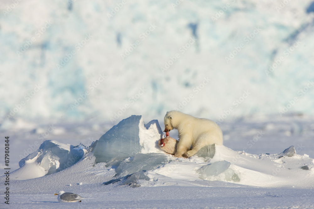 Eisbär frisst Robbe Eisbär frisst Robbe
