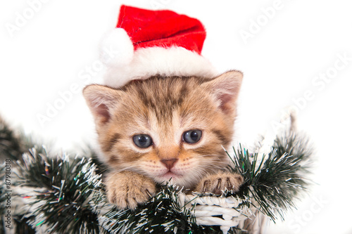 Fototapeta Naklejka Na Ścianę i Meble -  Little Kitten British Santa Claus sitting in a basket. Kitten one month.