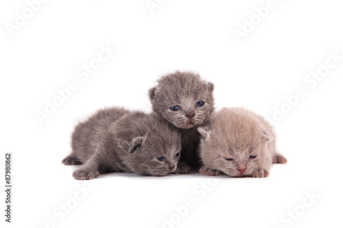 Fototapeta Naklejka Na Ścianę i Meble -  Three newborn kitten lilac and blue color.