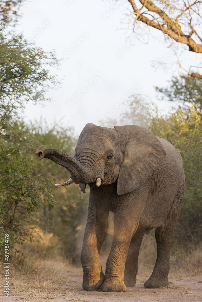 Fototapeta premium Afrikanischer Elefant