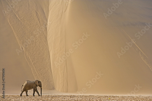 Wüstenelefant in den Sanddünen