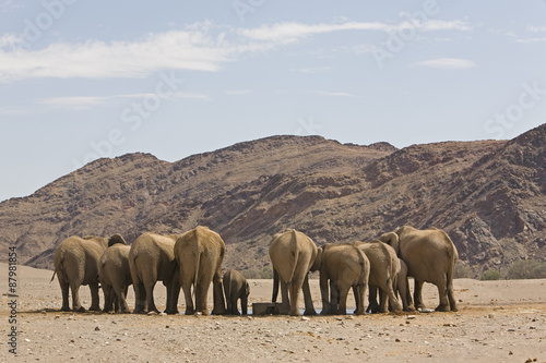 Wüstenelefanten am Wasserloch