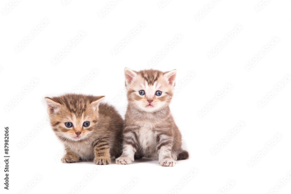 Two small kittens British striped brown on a white background. Kitten one month. Two small kittens British striped brown on a white background. Kitten one month.