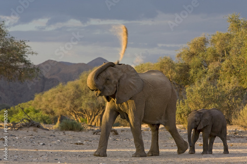 W  stenelefant staubt sich ein