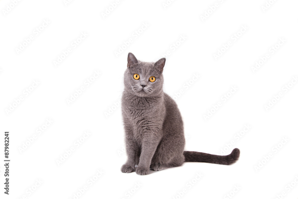 Naklejka premium British blue cat on a white background.