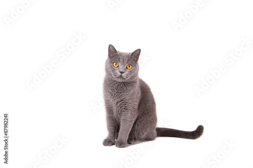 Fototapeta Naklejka Na Ścianę i Meble -  British blue cat on a white background.