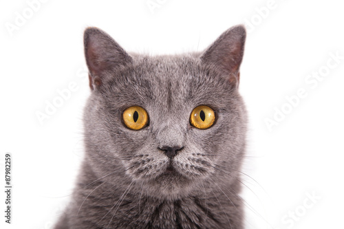 British blue cat on a white background.