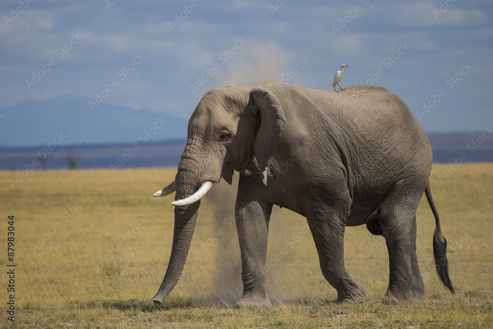 Elefant staubt sich ein