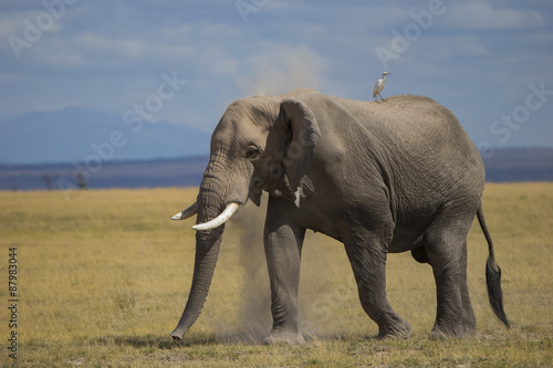 Elefant staubt sich ein © aussieanouk