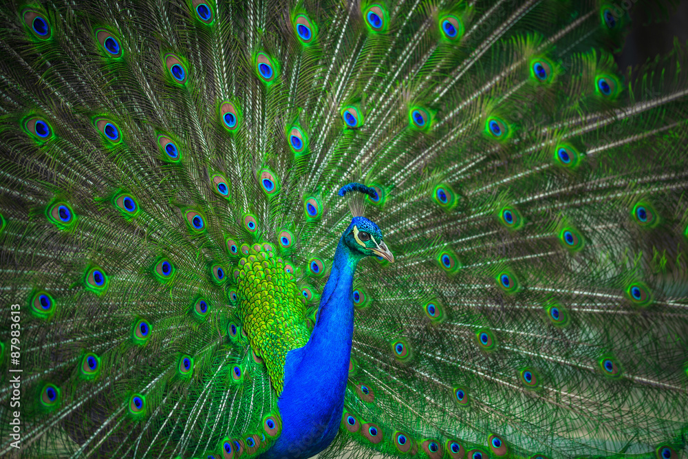Naklejka premium Portrait of beautiful peacock 