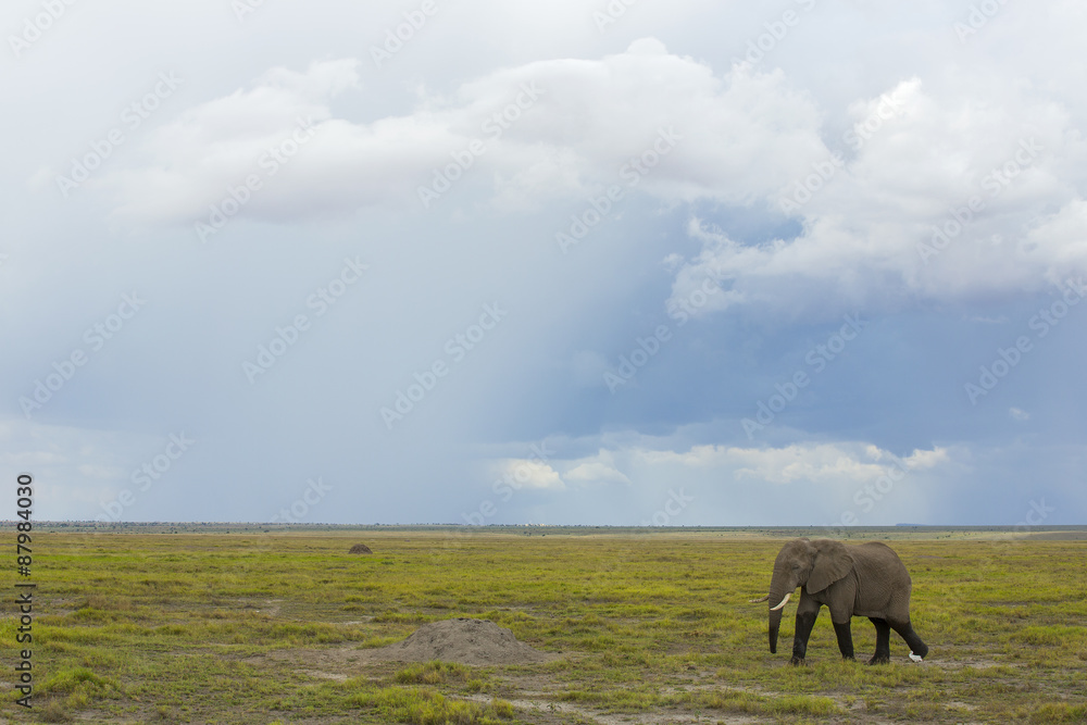 Fototapeta premium Afrikanischer Elefant