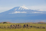 Elefanten mit Kilimandscharo