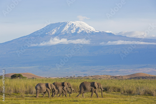 Elefanten mit Kilimandscharo