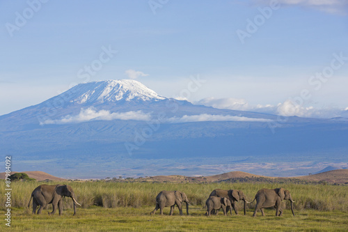 Elefanten mit Kilimandscharo © aussieanouk