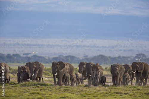 Elefantenherde © aussieanouk