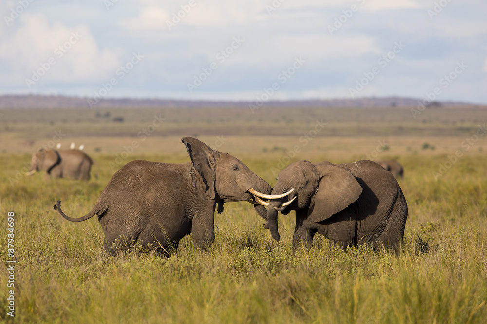 Obraz premium Kämpfende Elefanten