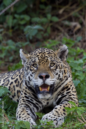 Jaguarweibchen © aussieanouk