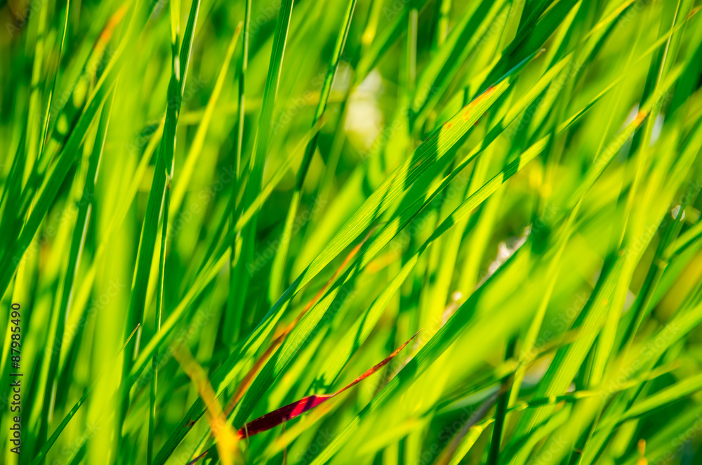 Naklejka premium Beautiful green grass