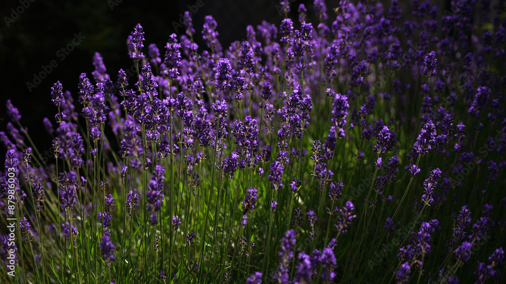 Obraz premium Lavender field background.