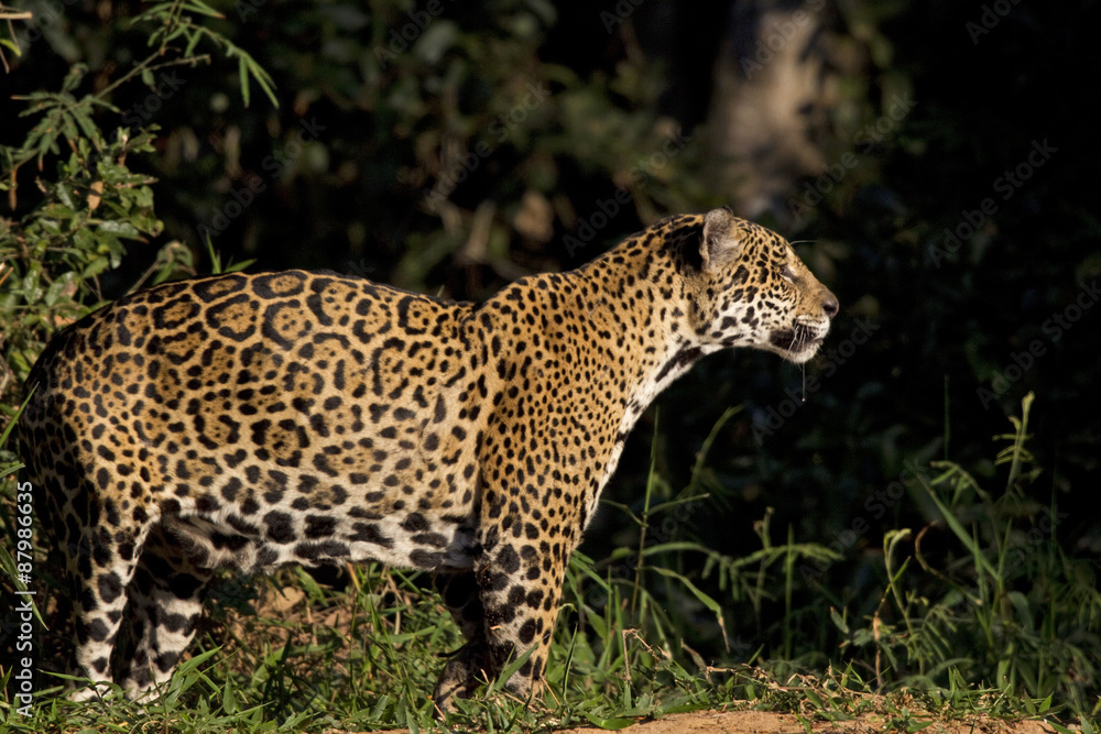 Jaguar beobachtet die Beute Jaguar beobachtet die Beute