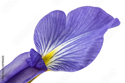 Papier peint fleur d& 39 iris blanc