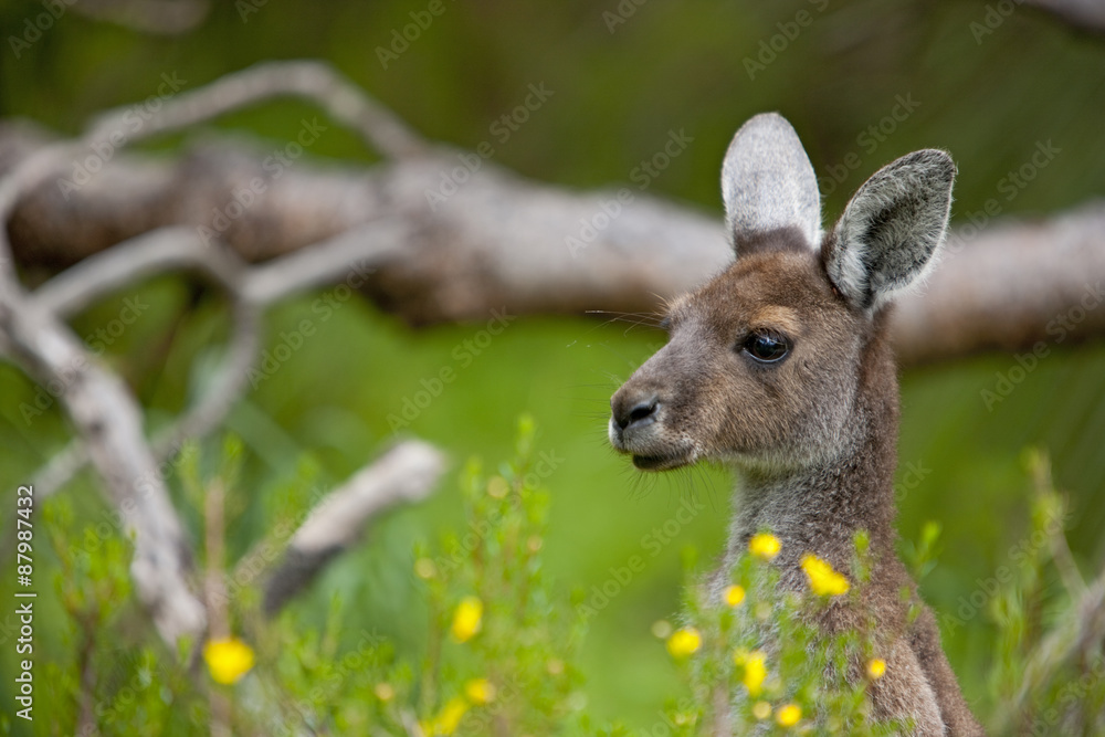 Fototapeta premium Känguru im Wald
