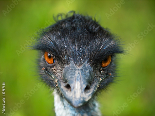 Portrait of emu - Dromaius novaehollandiae