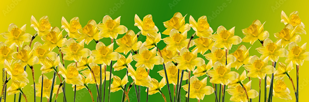 Yellow daffodils (narcissus) flowers, close up, gradient background, isolated. Yellow daffodils (narcissus) flowers, close up, gradient background, isolated.