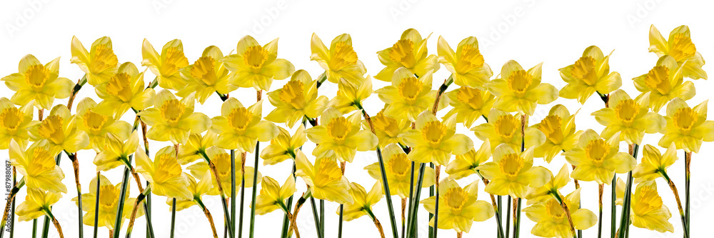 Obraz premium Yellow daffodils (narcissus) flowers, close up, gradient background, isolated.